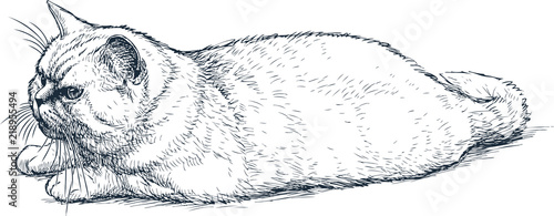 Sketch of a lying domestic cat