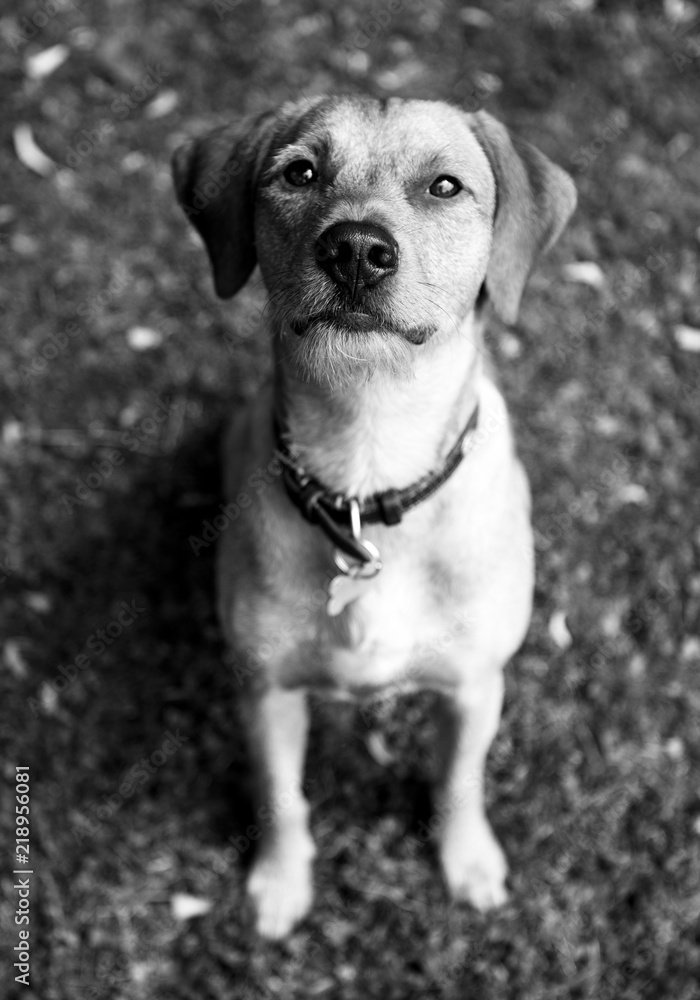 Fototapeta premium Süßer Hund im Garten