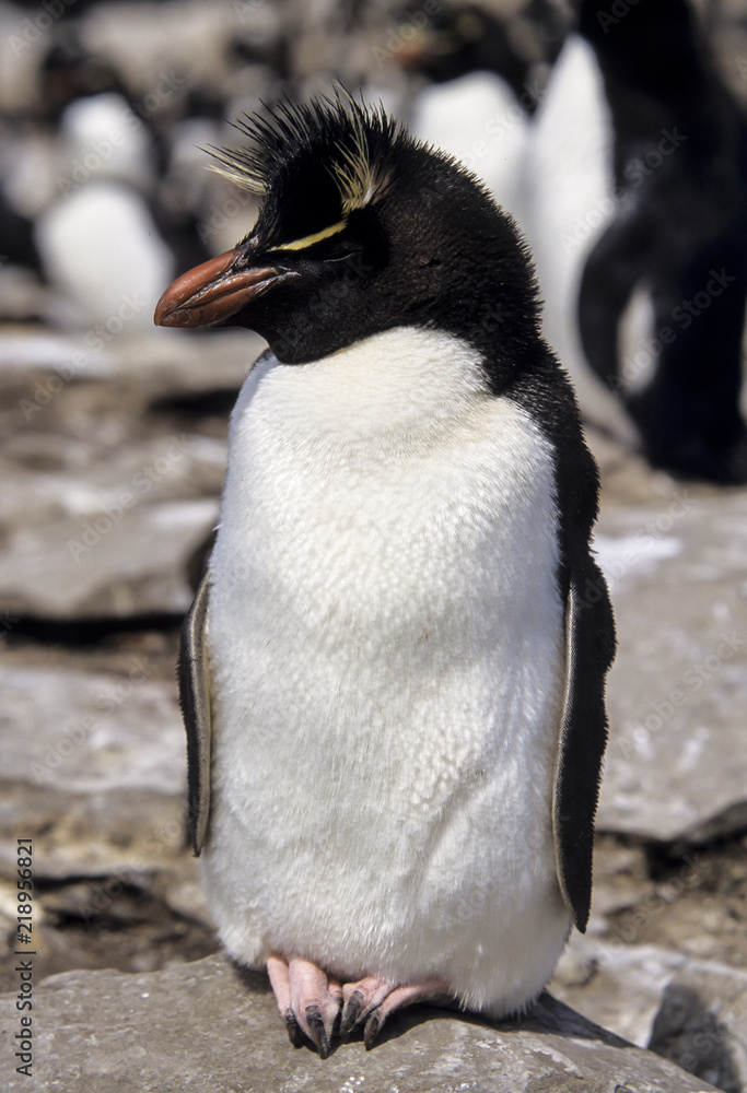 Fototapeta premium Gorfou huppé, Manchot gorfou sauteur, Eudyptes sclateri, Erect crested Penguin