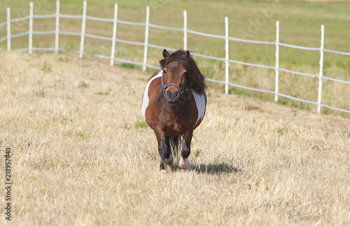 cute little shetland pony on pasture