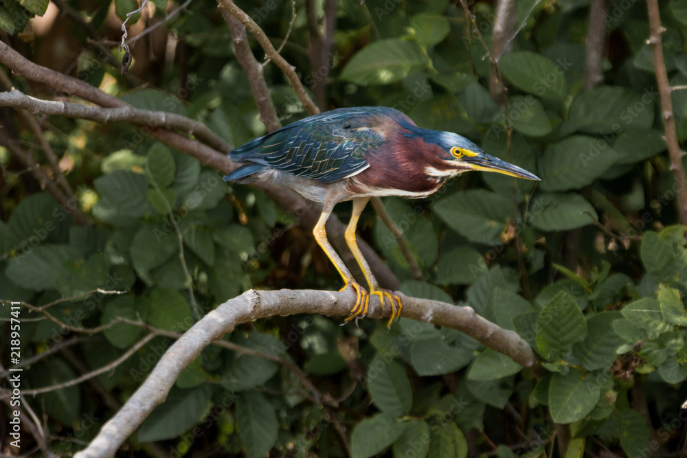 Fototapeta premium Green Heron on a Branch