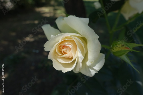 Ivory white flower of garden rose in June
