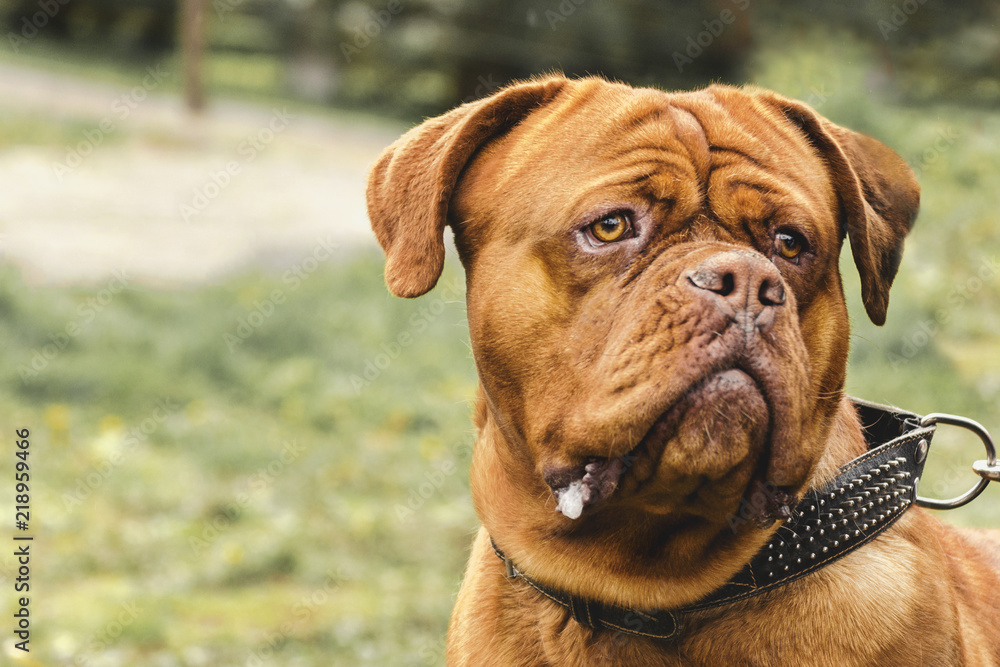 Close-up portrait Dogue de Bordeaux, Bordeaux Mastiff, French Mastiff