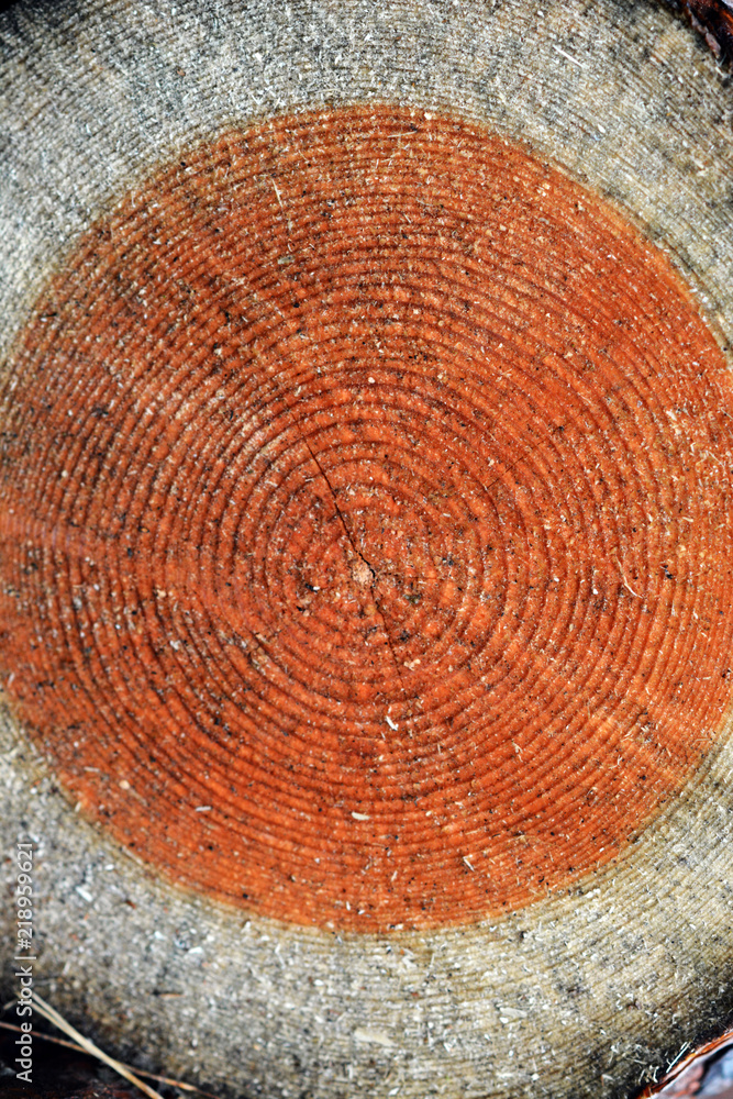 Naklejka premium cut down wood texture