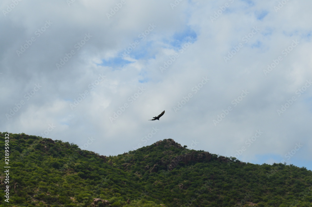 Bird and mountain