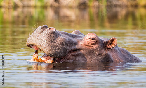 Hippopotamus © Cathy Withers-Clarke