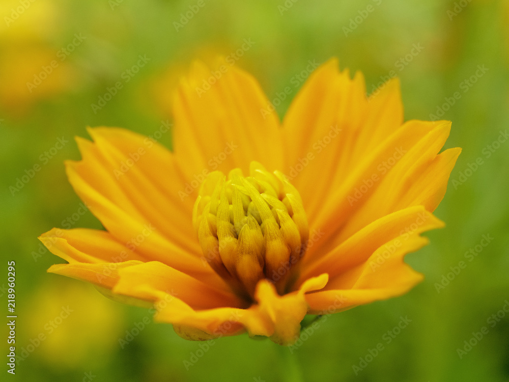 Close up of bright perfect yellow cosmos flower in ornamental garden. Focus at pollen