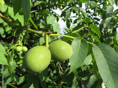 Green walnuts on the tree. Young walnuts growing on the branch with leaves
