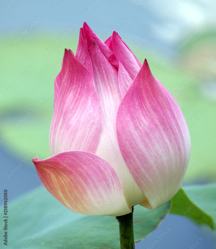 pink lotus flower in the nature