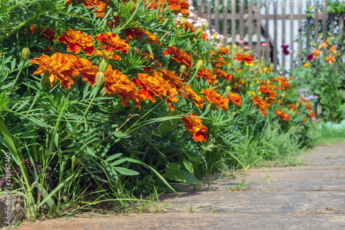 Garden flowers marigolds