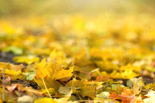 carpet of yellow maple leaves. autumn background