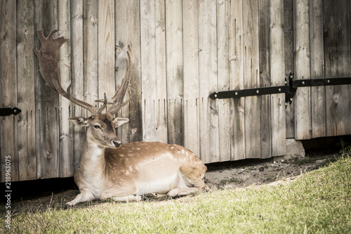 Fototapeta Naklejka Na Ścianę i Meble -  daniel w zagrodzie