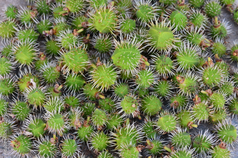 Fototapeta premium many green chestnuts together