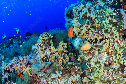 Fototapeta Naklejka Na Ścianę i Meble -  Triggerfish swimming over a very colorful tropical coral reef