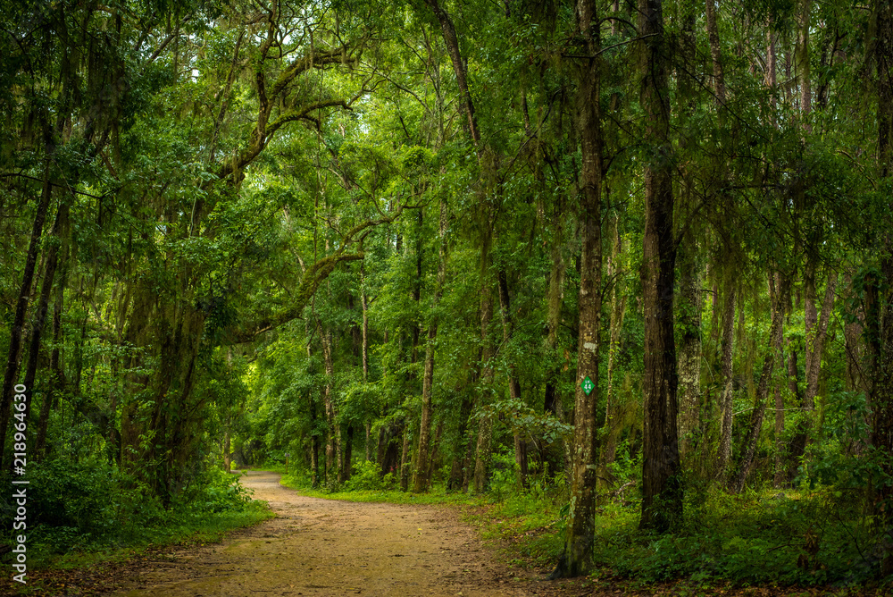 Pathway Through the Forest Pathway Through the Forest