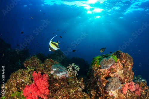 Fototapeta Naklejka Na Ścianę i Meble -  Colorful tropical fish swimming around a vibrant tropical coral reef system in Asia