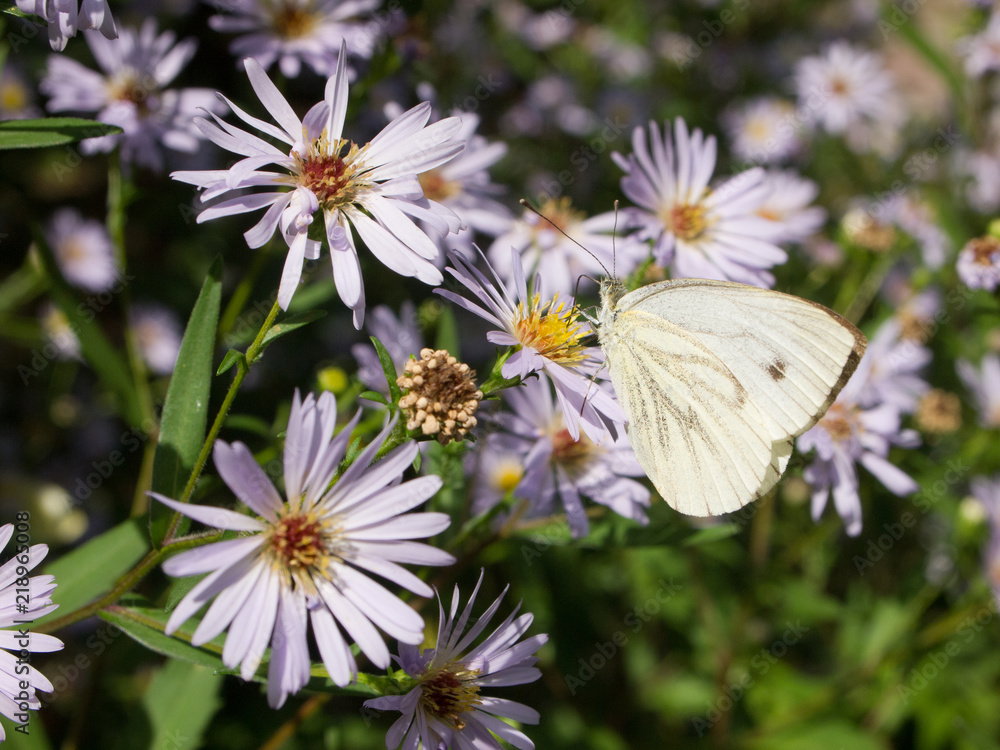 Beautiful white butterfly cabbage patch sitting on flowers. Summer