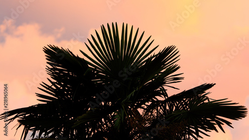 Silhouette of palm trees on sunset background