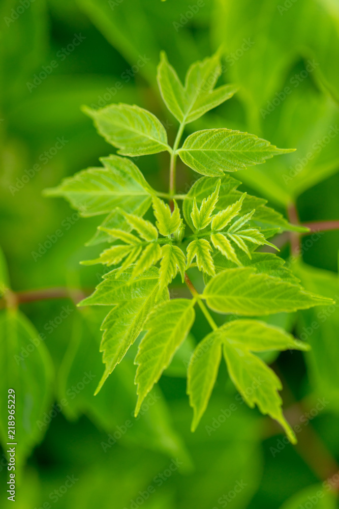 Green leaves on a tree as a background Green leaves on a tree as a background