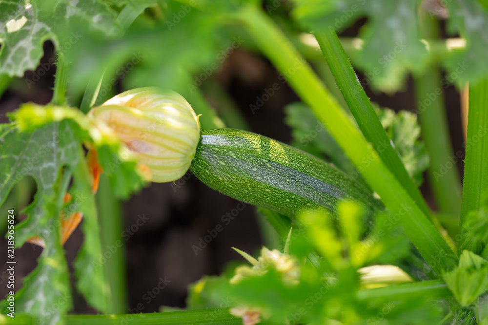 Little zucchini on a bush in the garden Little zucchini on a bush in the garden