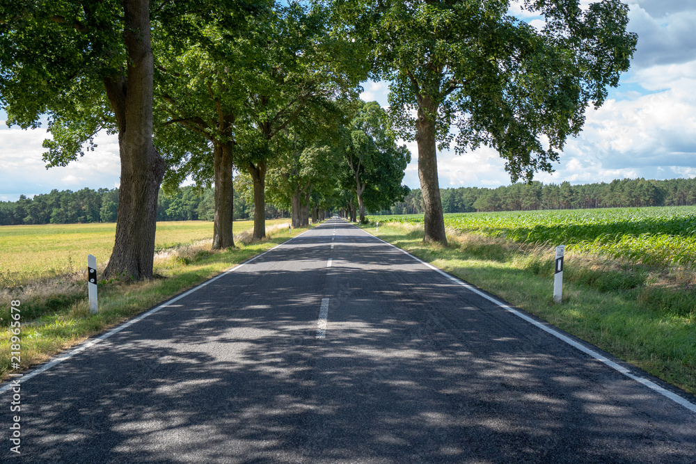 Avenue with Trees