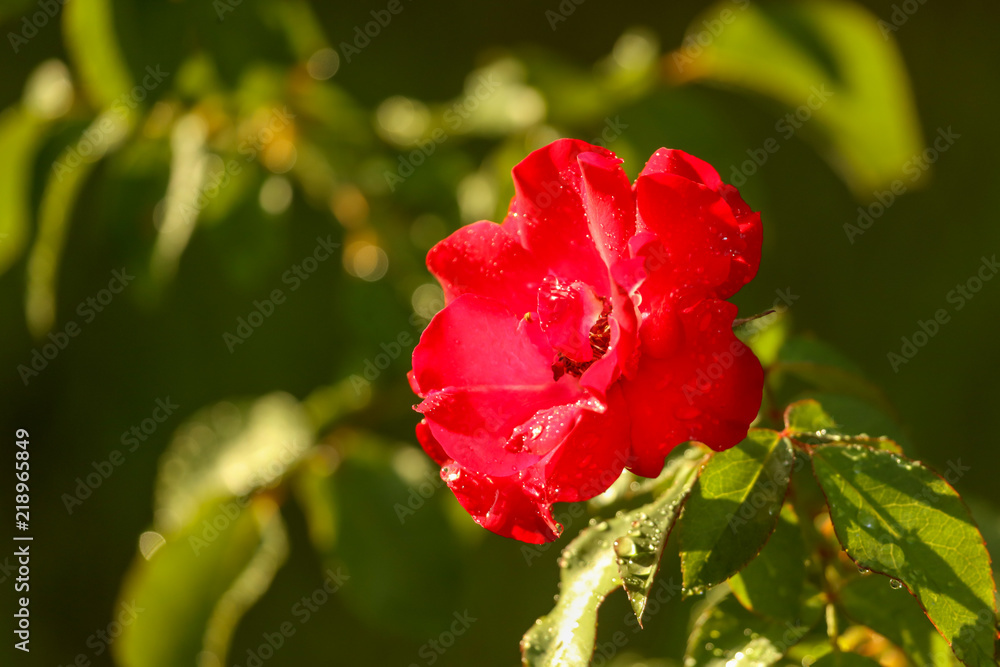 Beautiful red flower in a park
