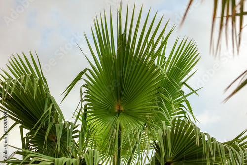 Palm trees in a park