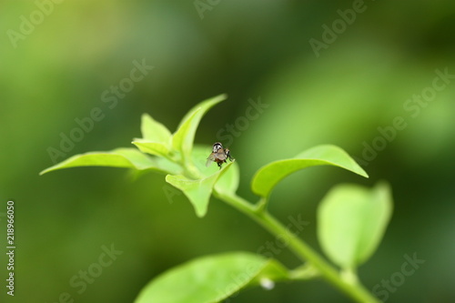 a fly on the leaf