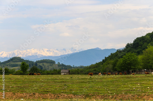 Herd of cows grazing on the green pasture in Caucasian mountains