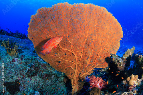 Brightly colored Coral Grouper (rock cod) on a tropical coral reef