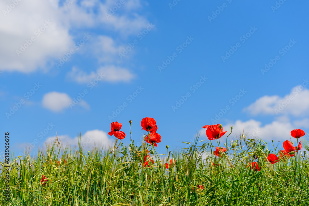 Sun on poppies in Catalunya with blue sky