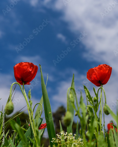 Sun on poppies in Catalunya with blue sky