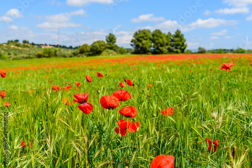 Sun on poppies in Catalunya with blue sky