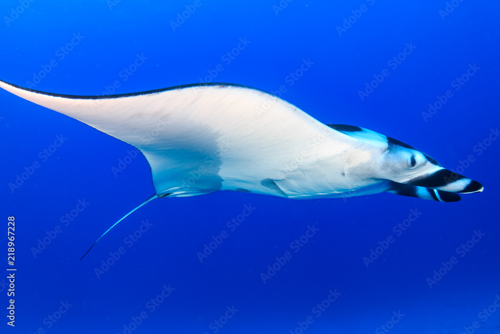 A majestic Oceanic Manta Ray swimming in clear blue water on a tropical coral reef in Asia A majestic Oceanic Manta Ray swimming in clear blue water on a tropical coral reef in Asia