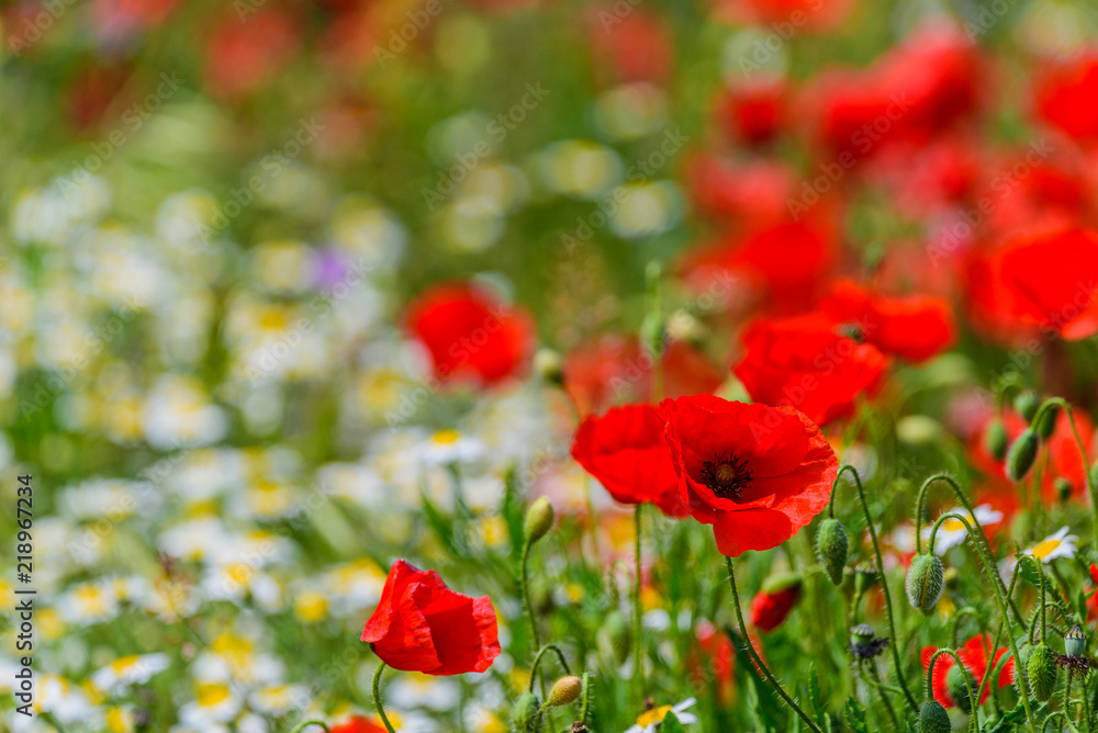 Obraz premium Sun on poppies copy space for text