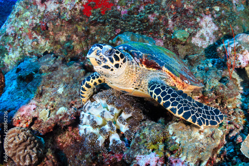 A curious Hawksbill Sea Turtle on a tropical coral reef