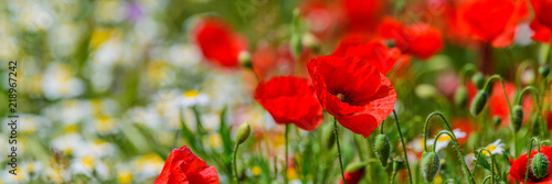 Sun on poppies copy space for text