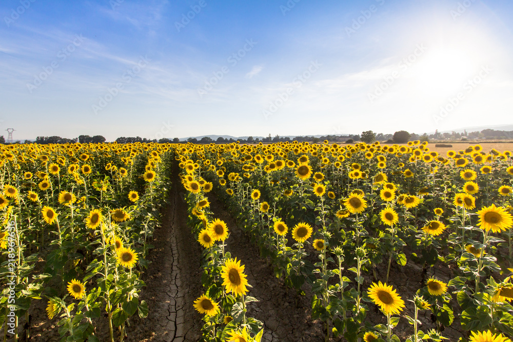 Fototapeta premium Big sunflower field