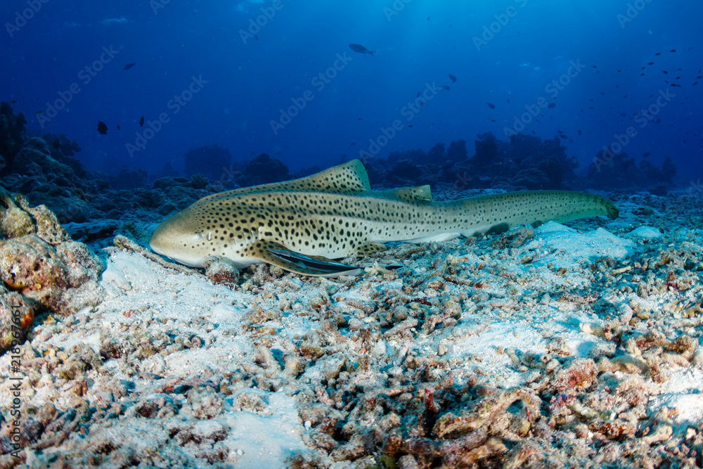 A beautiful Zebra (Leopard) Shark on the sea floor near a tropical coral reef in Thailand A beautiful Zebra (Leopard) Shark on the sea floor near a tropical coral reef in Thailand
