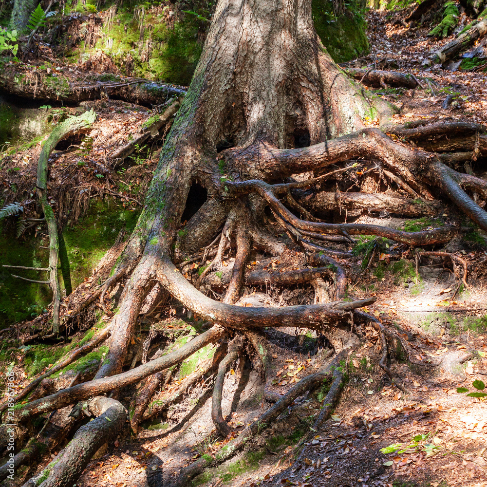 A square photo of the branchy roots of the tree on the ground covered with leaves A square photo of the branchy roots of the tree on the ground covered with leaves