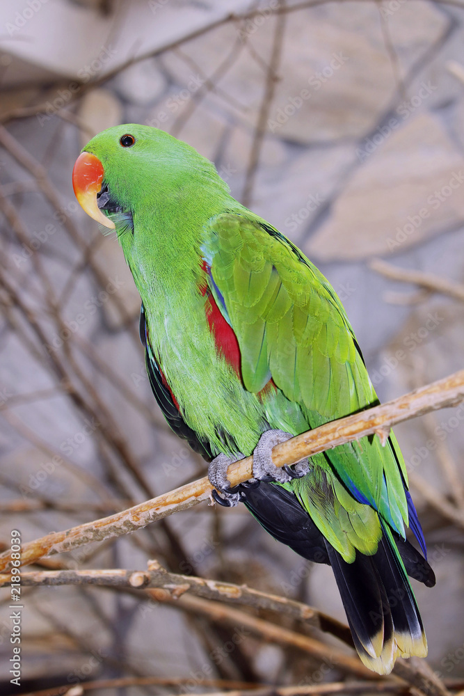 Edelpapagei (Eclectus roratus) Männchen