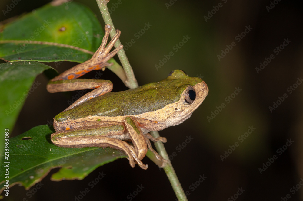 Pale-sided Monkey Frog in Manu national park, Peru