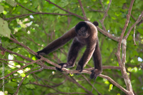 Brown Wooly Monkey in the canopy of Amazon rainforest, Manu National Park, Peru © salparadis