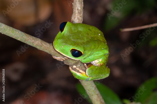 Black-eyed Monkey Frog (Phyllomedusa camba) in Manu national park, Peru photo