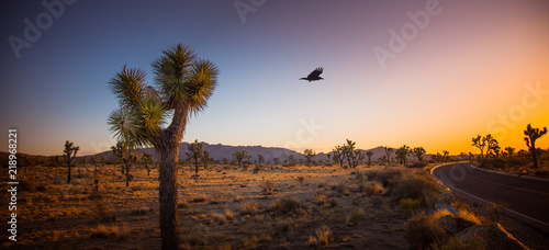 Black raven flying from a Joshua tree (Yucca Brevifolia)  towards the sunset in Joshua Tree National Park, California, U.S.A. Cactus like palm tree yucca’s biblical name is also famous U2 band album. photo