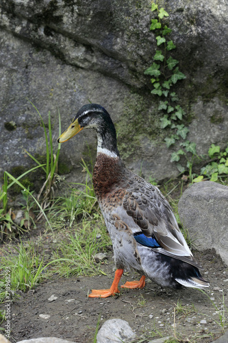 Laufente oder Indische Laufente, Flaschenente photo