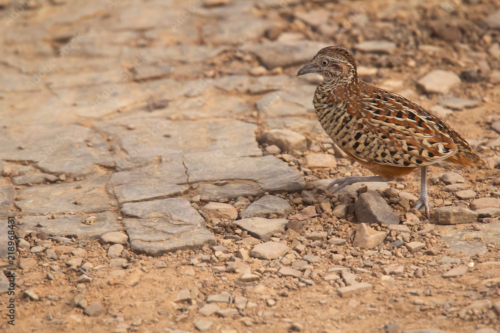 Barred buttonquail, Turnix suscitator, Ranthambhore Tiger Reserve, Rajasthan, India Barred buttonquail, Turnix suscitator, Ranthambhore Tiger Reserve, Rajasthan, India