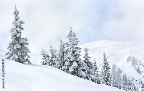 Winter landscape of mountains with of fir forest and glade in snow. Carpathian mountains