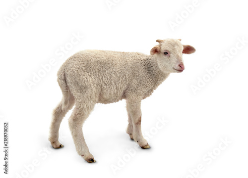 White small lamb (Ovis aries) on a white background