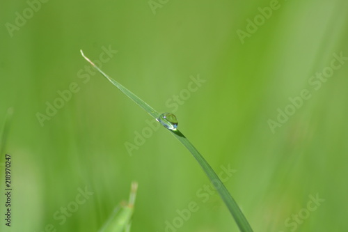 A Droplet on a Single Blade of Grass